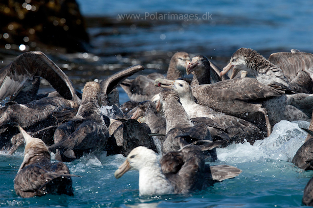 Giant petrel feeding frenzy, Cooper Bay_MG_9823