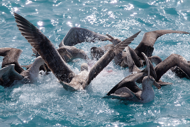 Giant petrels feeding on Orca kill (Elephant seal), West Cumberland Bay_MG_1437