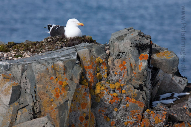 Kelp gull on the nest, Half Moon Island_MG_2109