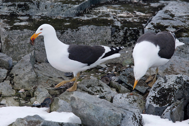 Kelp gulls eating limpet, Half Moon Island_MG_1543