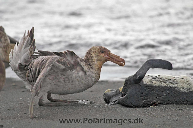 Northern Giant petrels feeding PICT6432