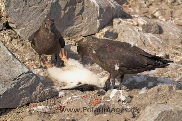 Port Lockroy Skua kill PICT9166