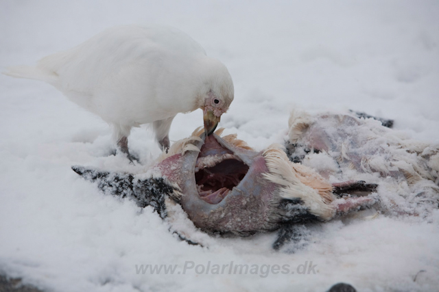 Sheathbill feeding, Paulet Island in mid February_MG_8478