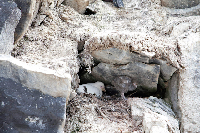 Sheathbill with chick, Paulet Island_MG_3574