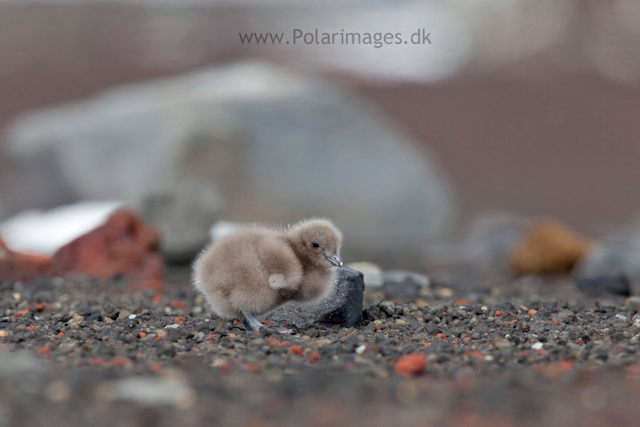 Skua chick with egg tooth, Deception Island_MG_1409