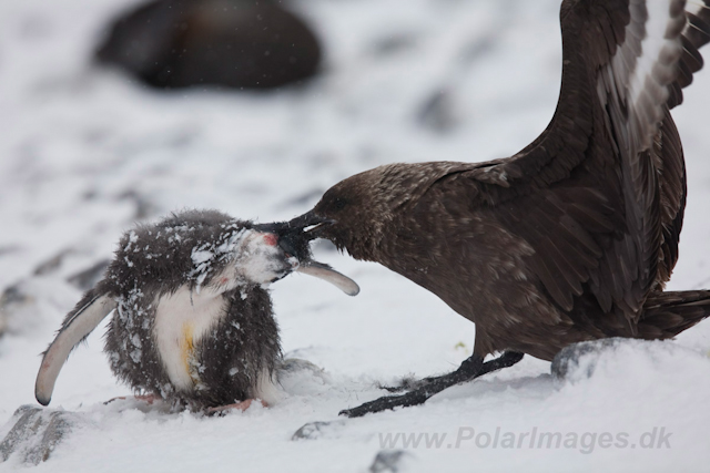 Skua kill, Paulet Island in mid February_MG_8551