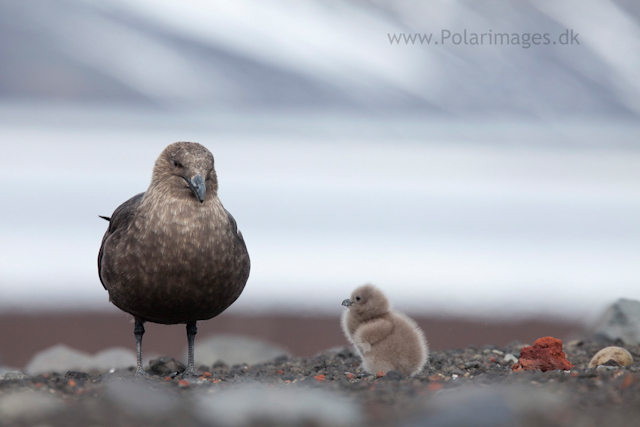 Skua nest, Deception Island_MG_1420