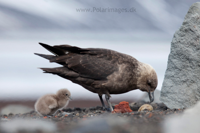 Skua nest, Deception Island_MG_1431