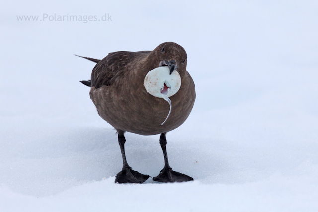 Skua with Gentoo egg_MG_1019