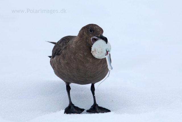 Skua with Gentoo egg_MG_1020