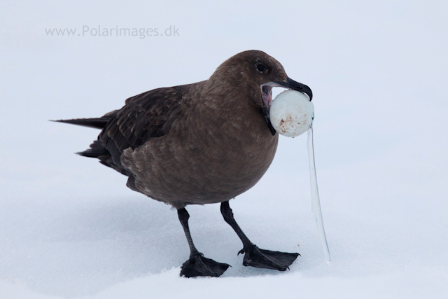 Skua with Gentoo egg_MG_1021