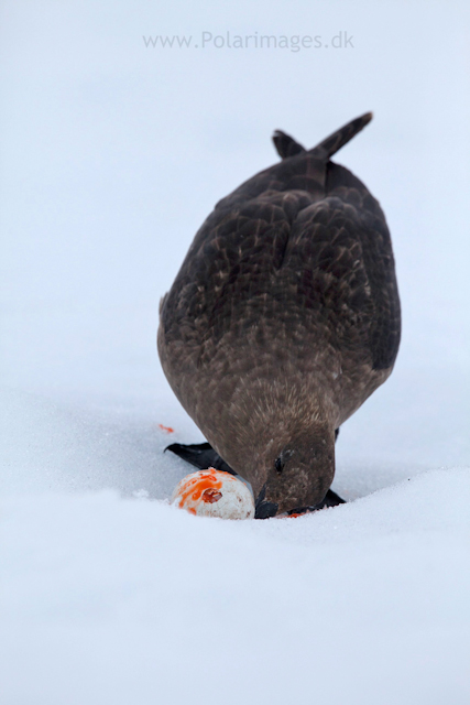 Skua with Gentoo egg_MG_1055