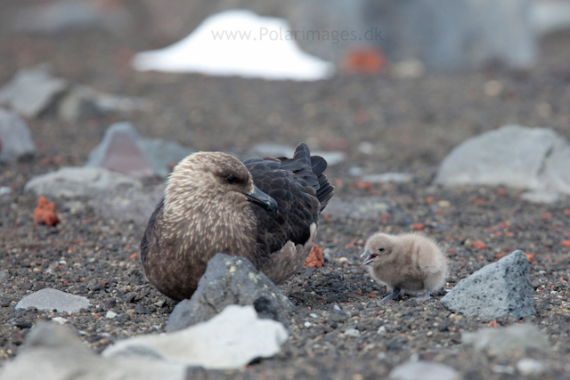 Skua with young chick, Deception Island_MG_1383