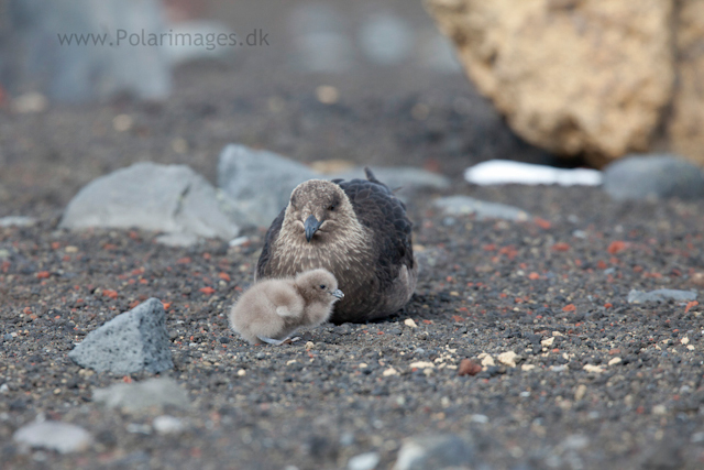 Skua with young chick, Deception Island_MG_1389