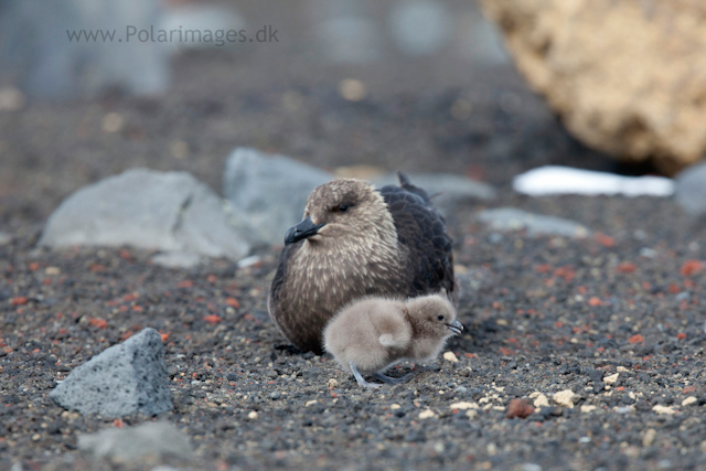 Skua with young chick, Deception Island_MG_1391
