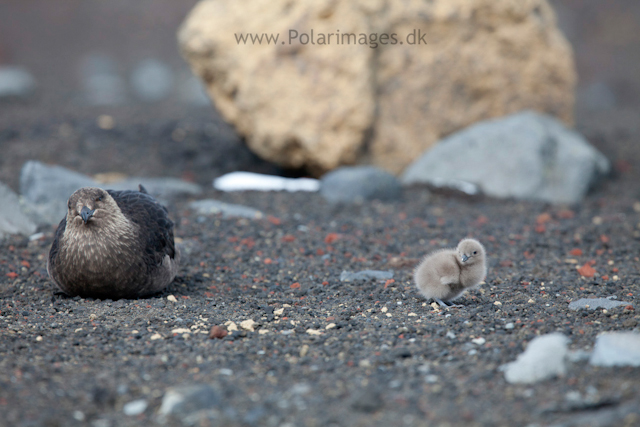 Skua with young chick, Deception Island_MG_1398