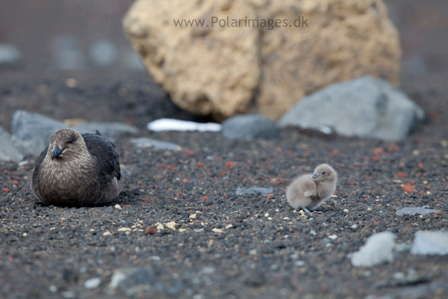 Skua with young chick, Deception Island_MG_1400