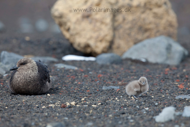 Skua with young chick, Deception Island_MG_1402