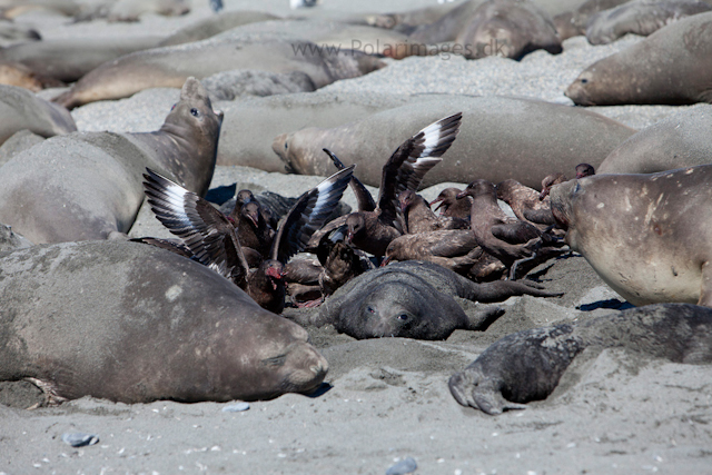 Skuas feeding on afterbirth, St Andrews Bay_MG_7458