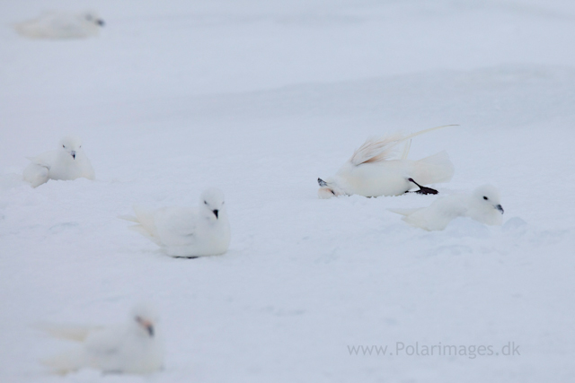 Snow petrel, Jonassen Island_MG_0201