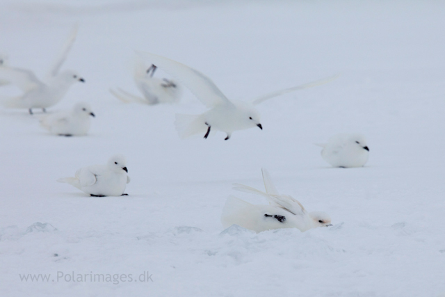 Snow petrel, Jonassen Island_MG_0210