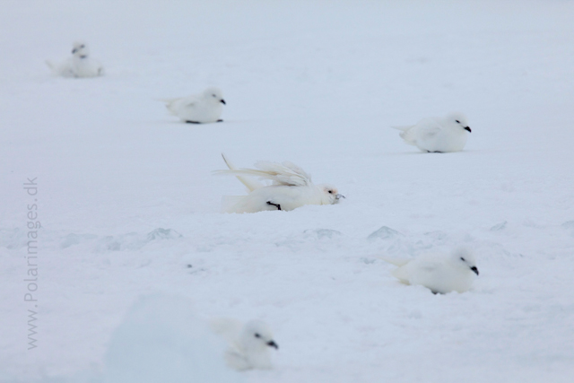 Snow petrel, Jonassen Island_MG_0242