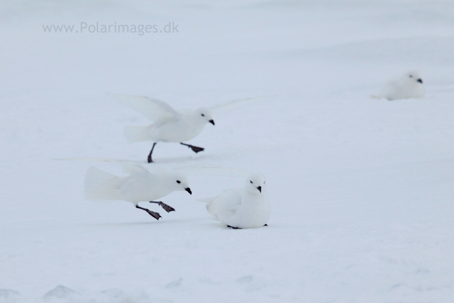 Snow petrel, Jonassen Island_MG_0250