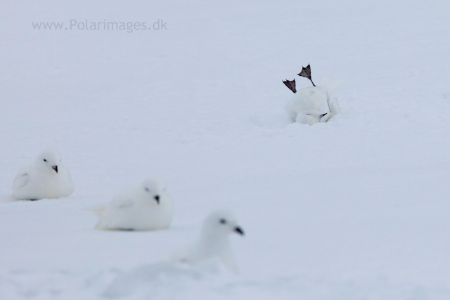 Snow petrel, Jonassen Island_MG_0265