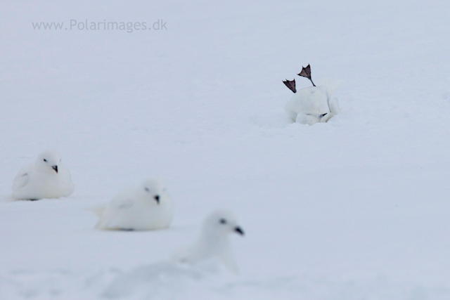 Snow petrel, Jonassen Island_MG_0265