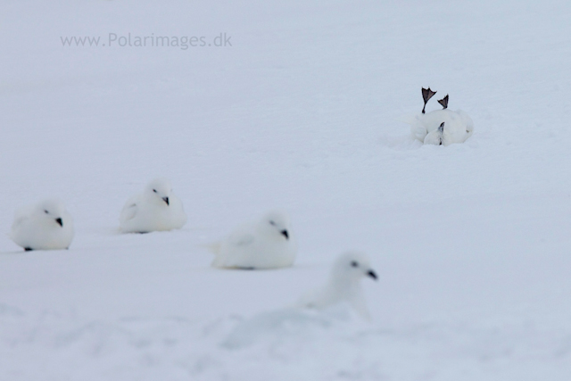 Snow petrel, Jonassen Island_MG_0267