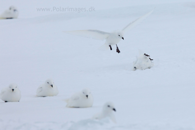 Snow petrel, Jonassen Island_MG_0269