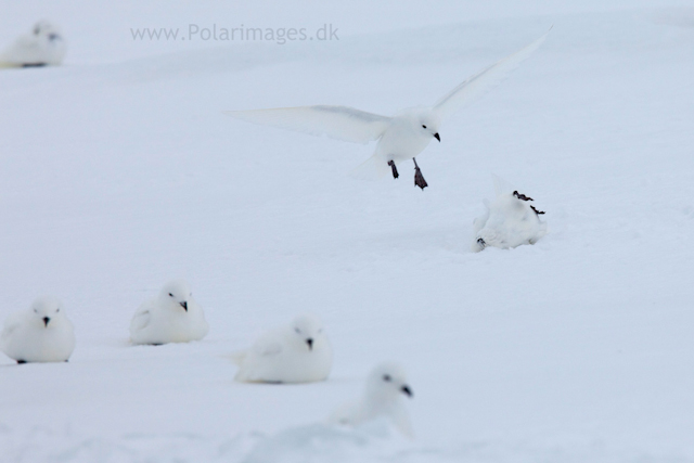 Snow petrel, Jonassen Island_MG_0269