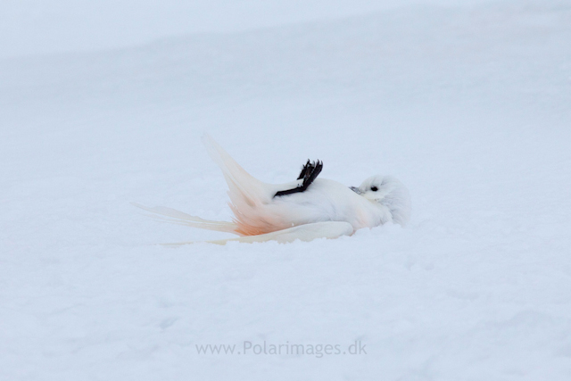 Snow petrel, Jonassen Island_MG_0273