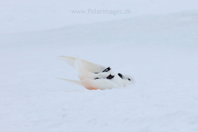 Snow petrel, Jonassen Island_MG_0274