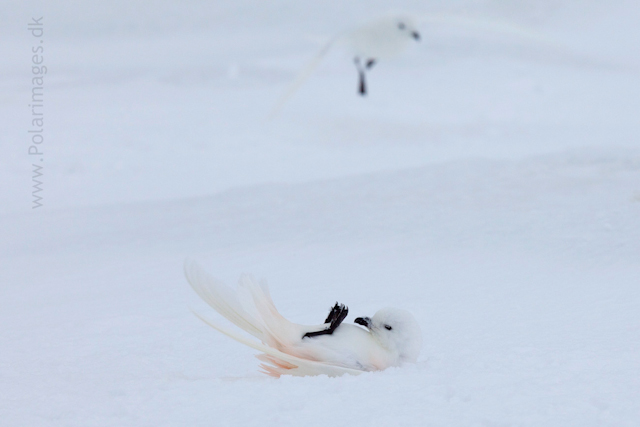 Snow petrel, Jonassen Island_MG_0276
