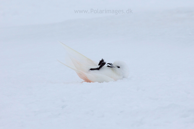 Snow petrel, Jonassen Island_MG_0277