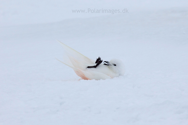 Snow petrel, Jonassen Island_MG_0277