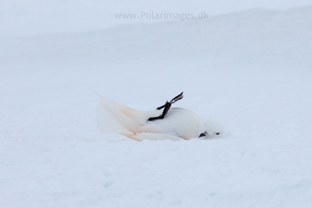 Snow petrel, Jonassen Island_MG_0278
