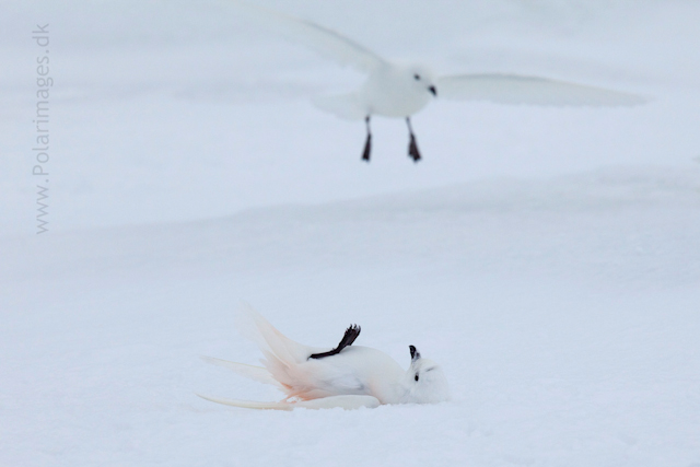Snow petrel, Jonassen Island_MG_0279