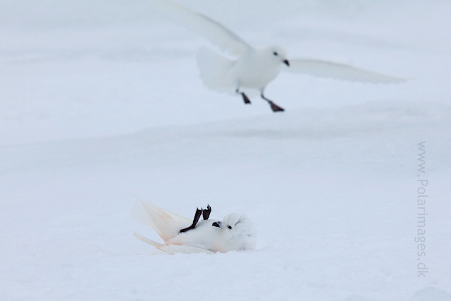 Snow petrel, Jonassen Island_MG_0280
