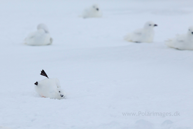 Snow petrel, Jonassen Island_MG_0285