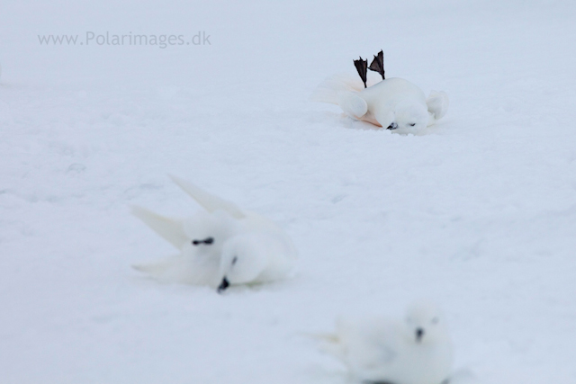 Snow petrel, Jonassen Island_MG_0286