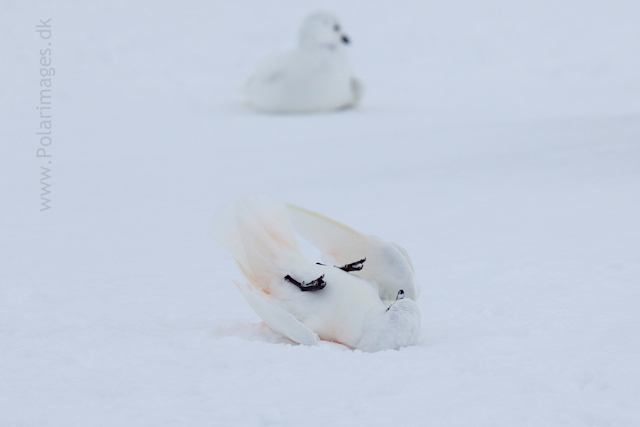 Snow petrel, Jonassen Island_MG_0287