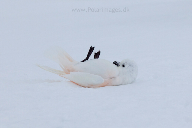 Snow petrel, Jonassen Island_MG_0289