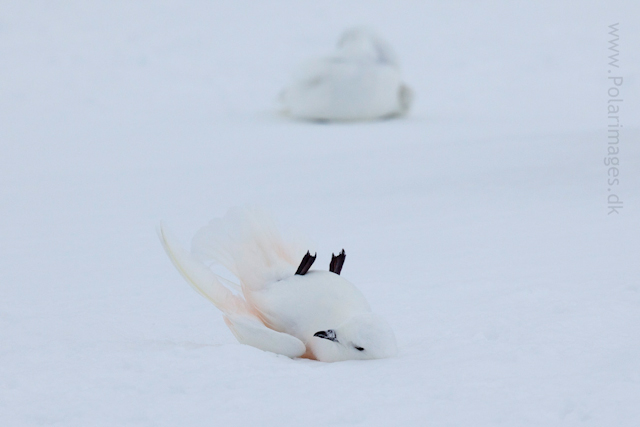 Snow petrel, Jonassen Island_MG_0295