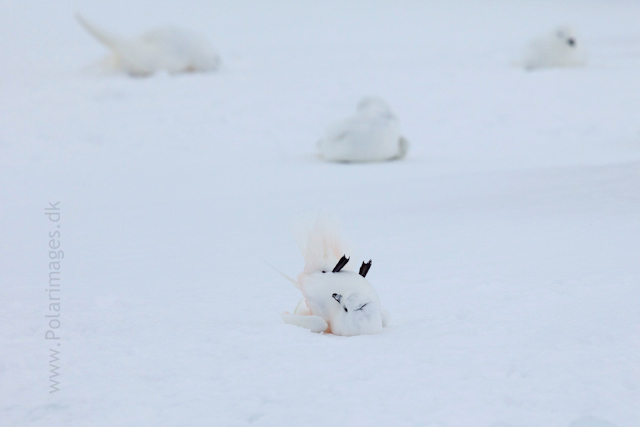 Snow petrel, Jonassen Island_MG_0299