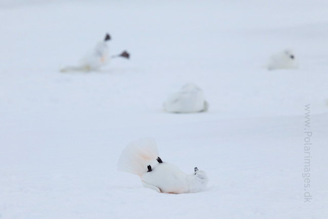 Snow petrel, Jonassen Island_MG_0302