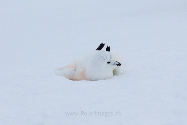 Snow petrel, Jonassen Island_MG_0304