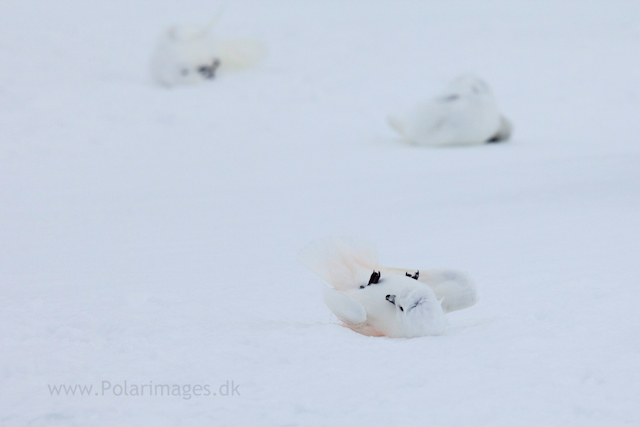 Snow petrel, Jonassen Island_MG_0308