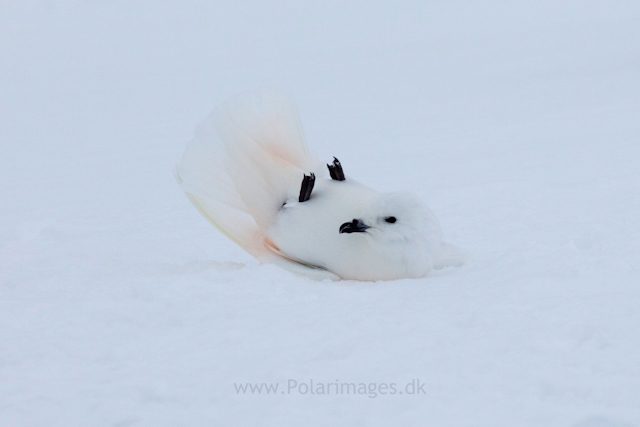 Snow petrel, Jonassen Island_MG_0313